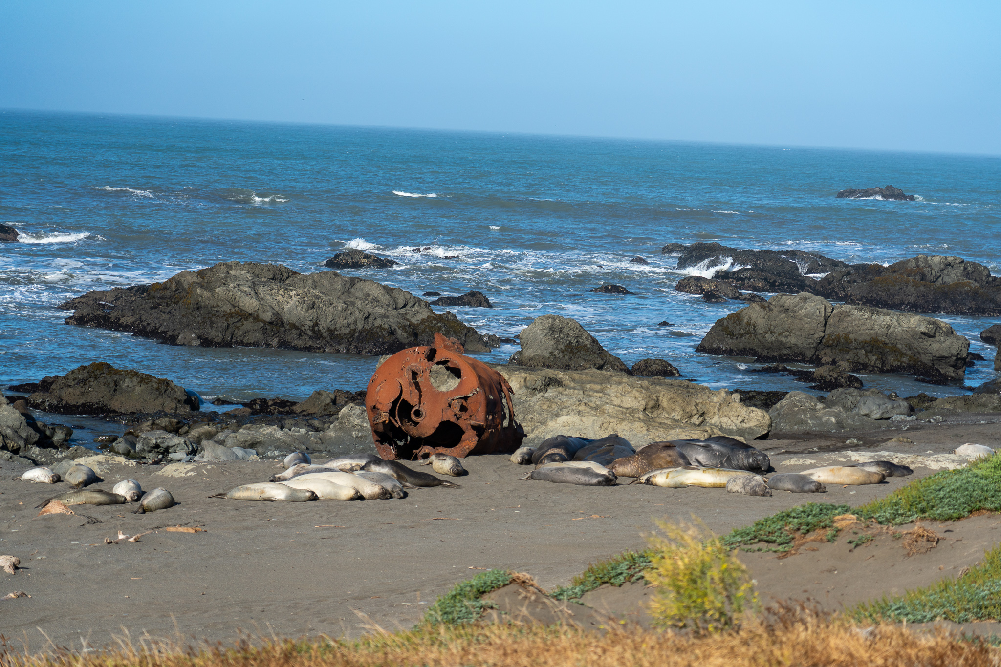 Colony of sea lions
