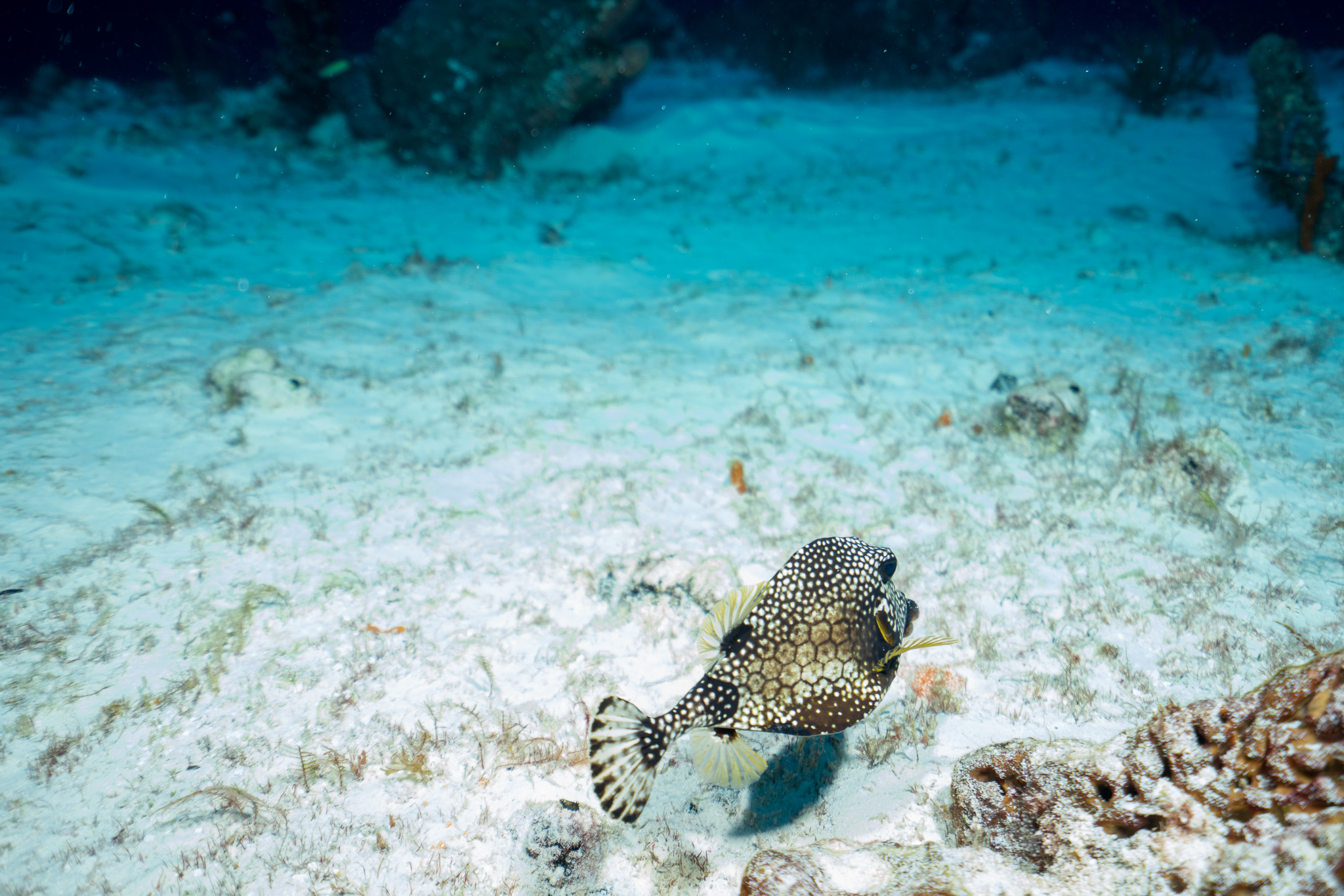 Trunk fish
