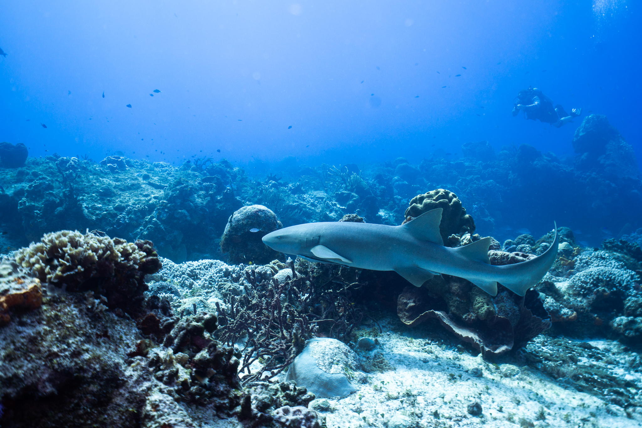 Nurse shark