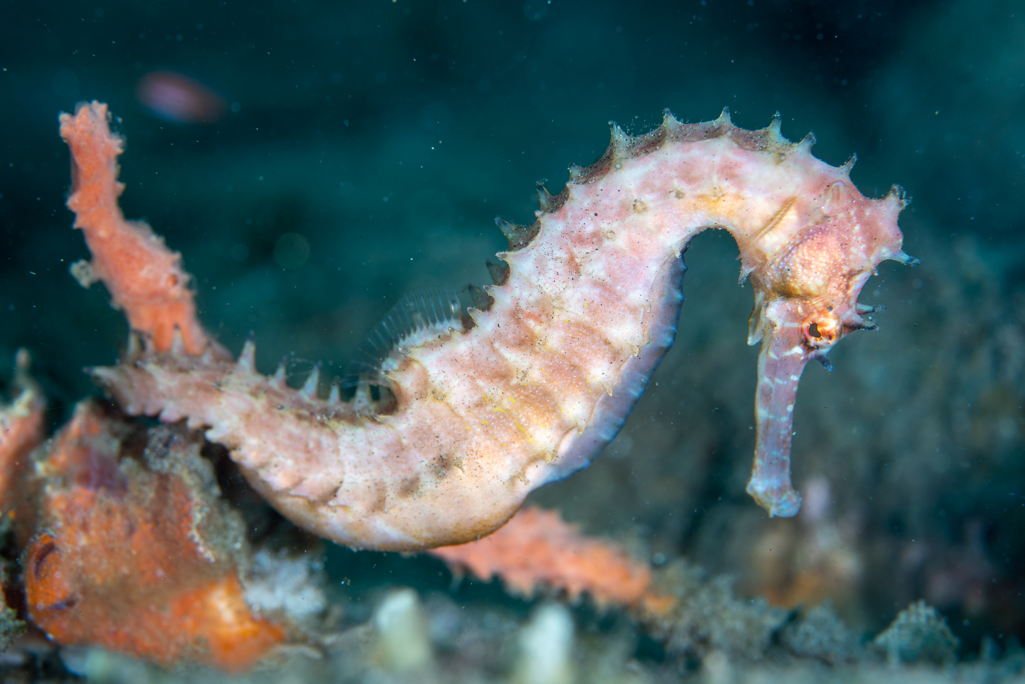 Seahorse