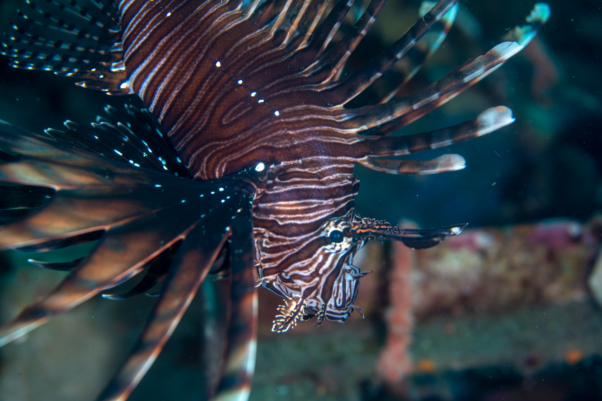 Lionfish
