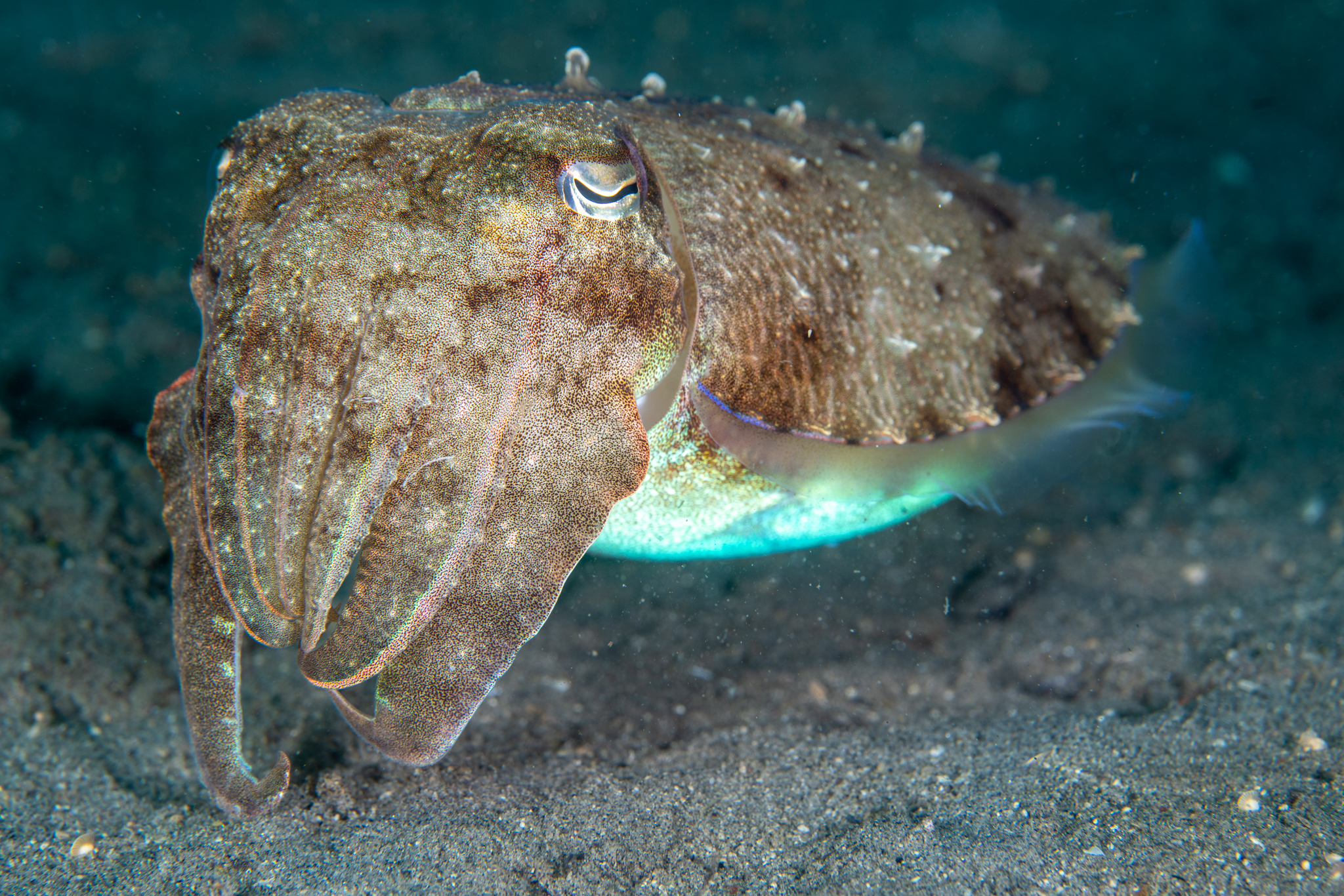 Cuttlefish