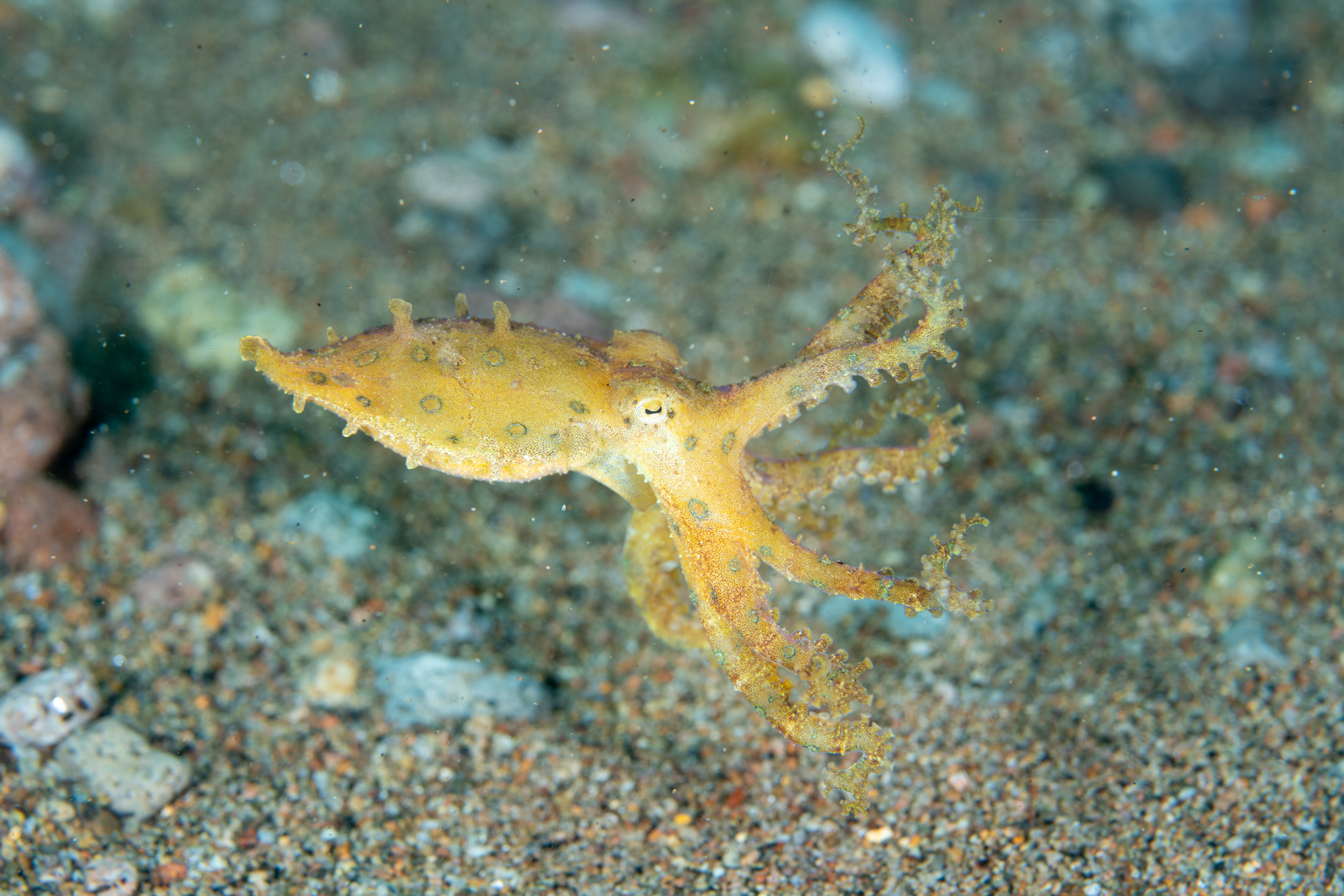 Blue-ringed octopus