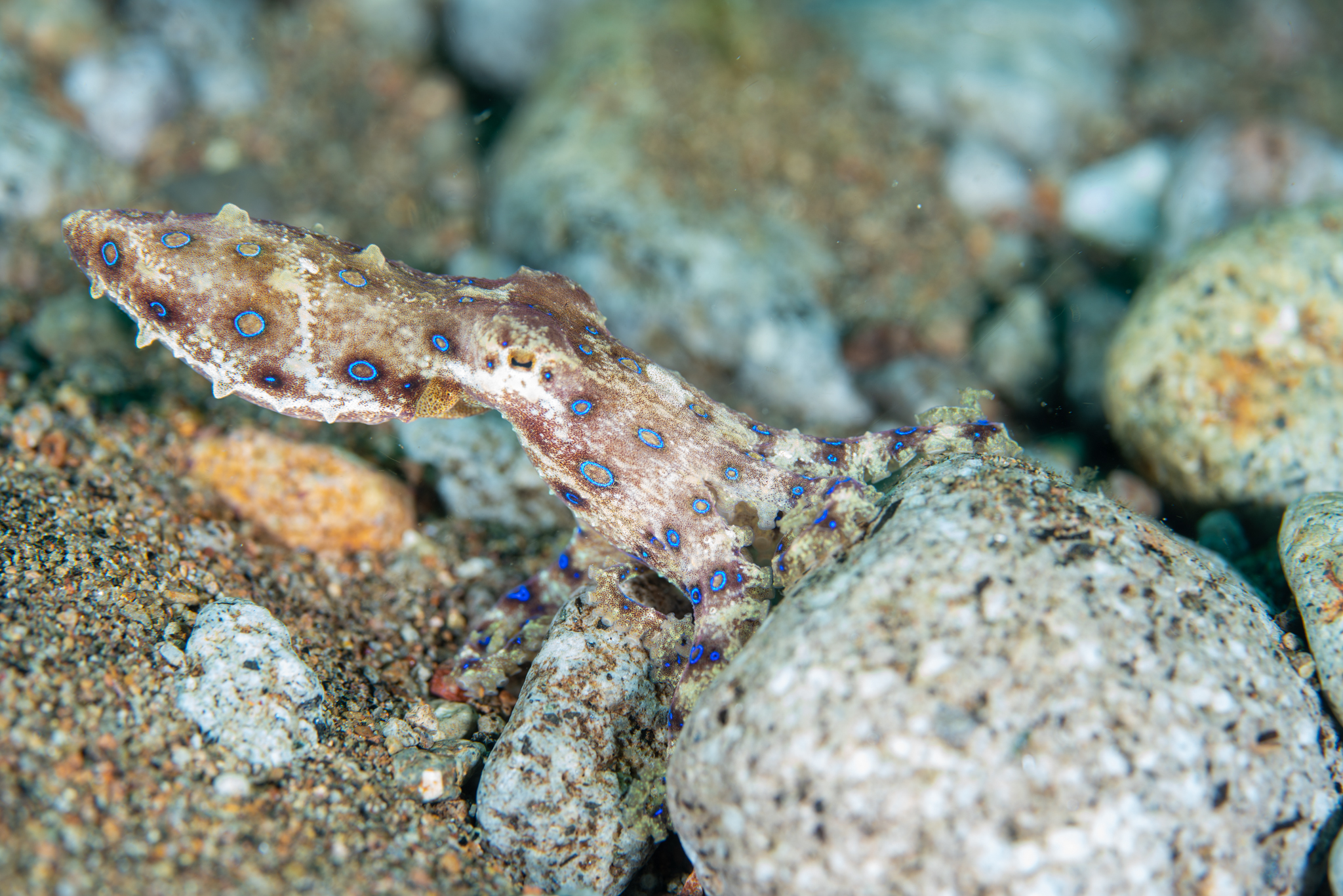Blue-ringed octopus