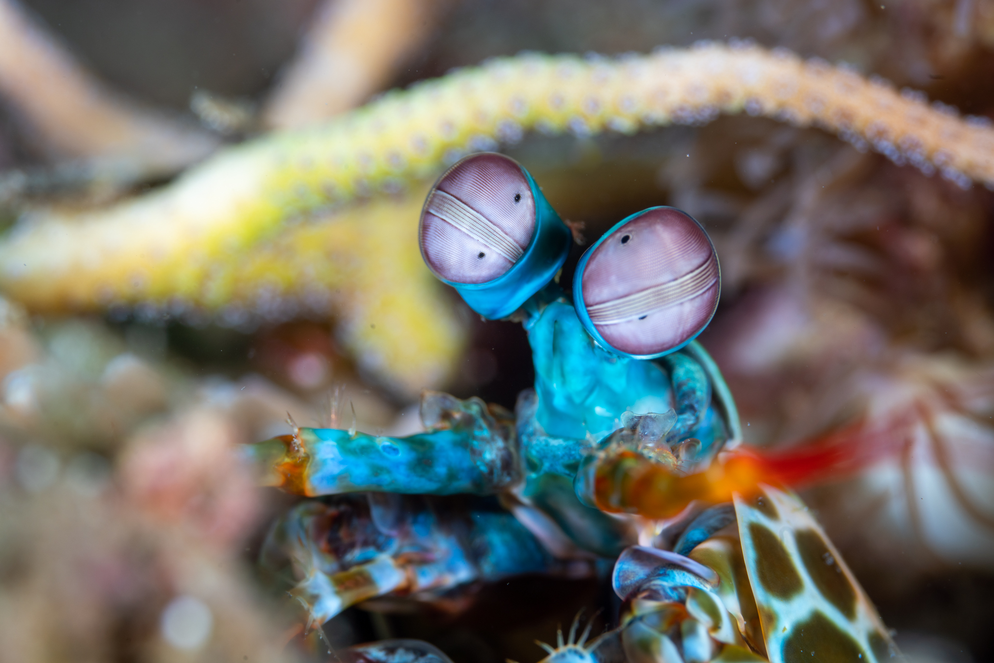 Peacock mantis shrimp