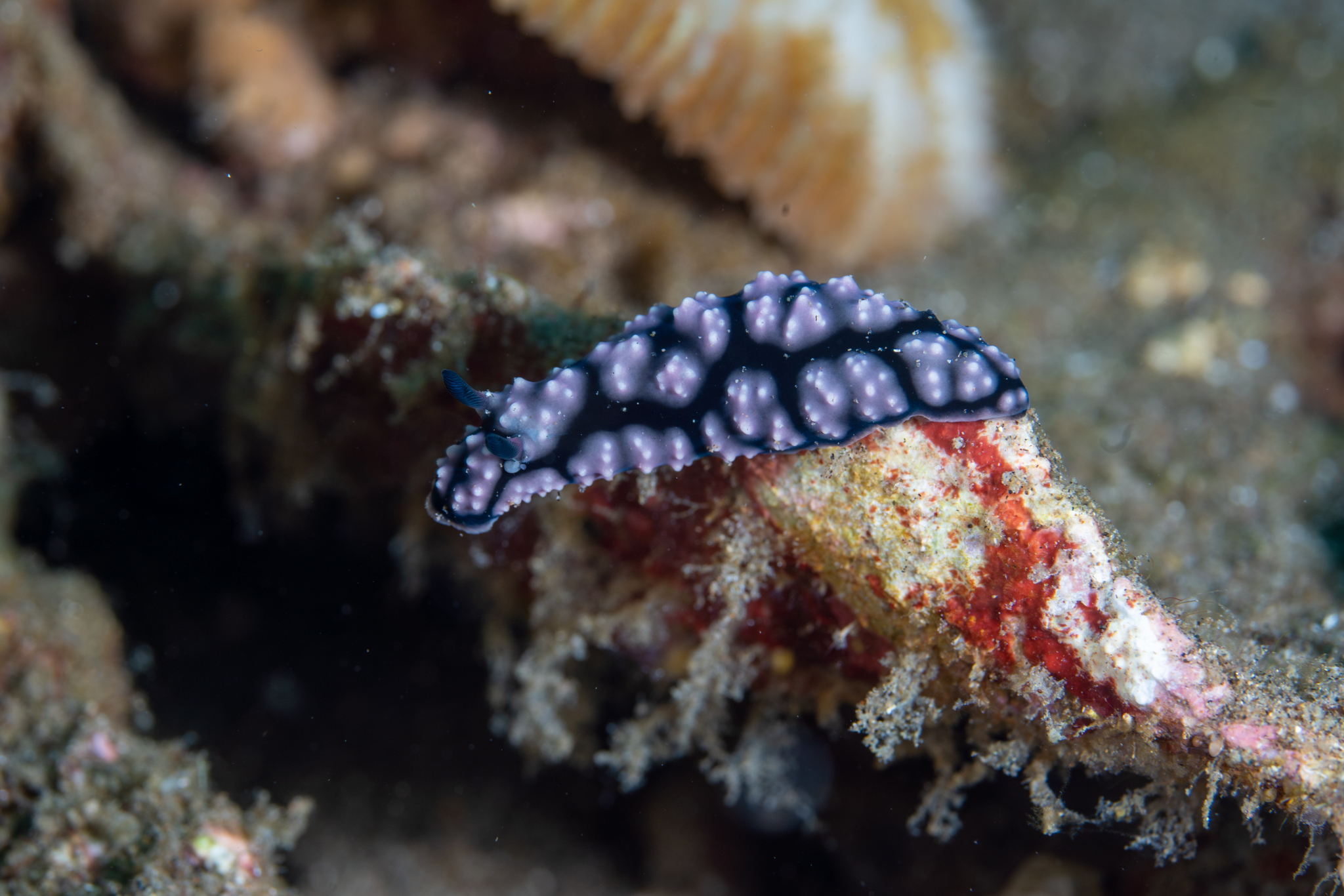 Nudibranch