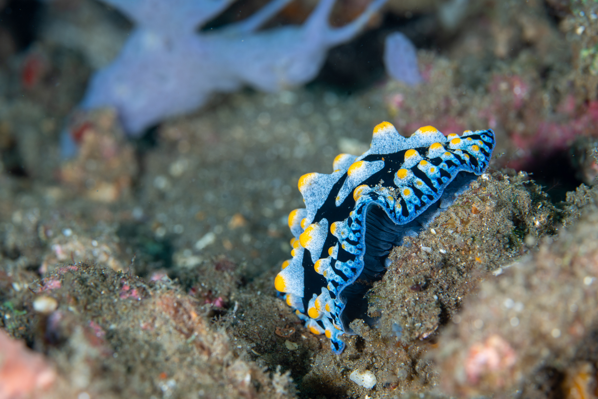 Nudibranch