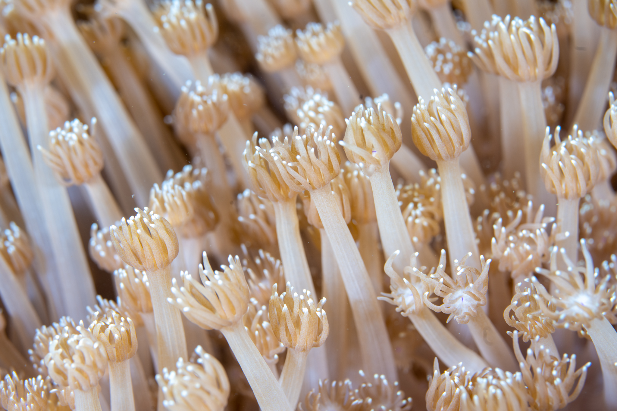 Cool coral that looks like tiny little hands