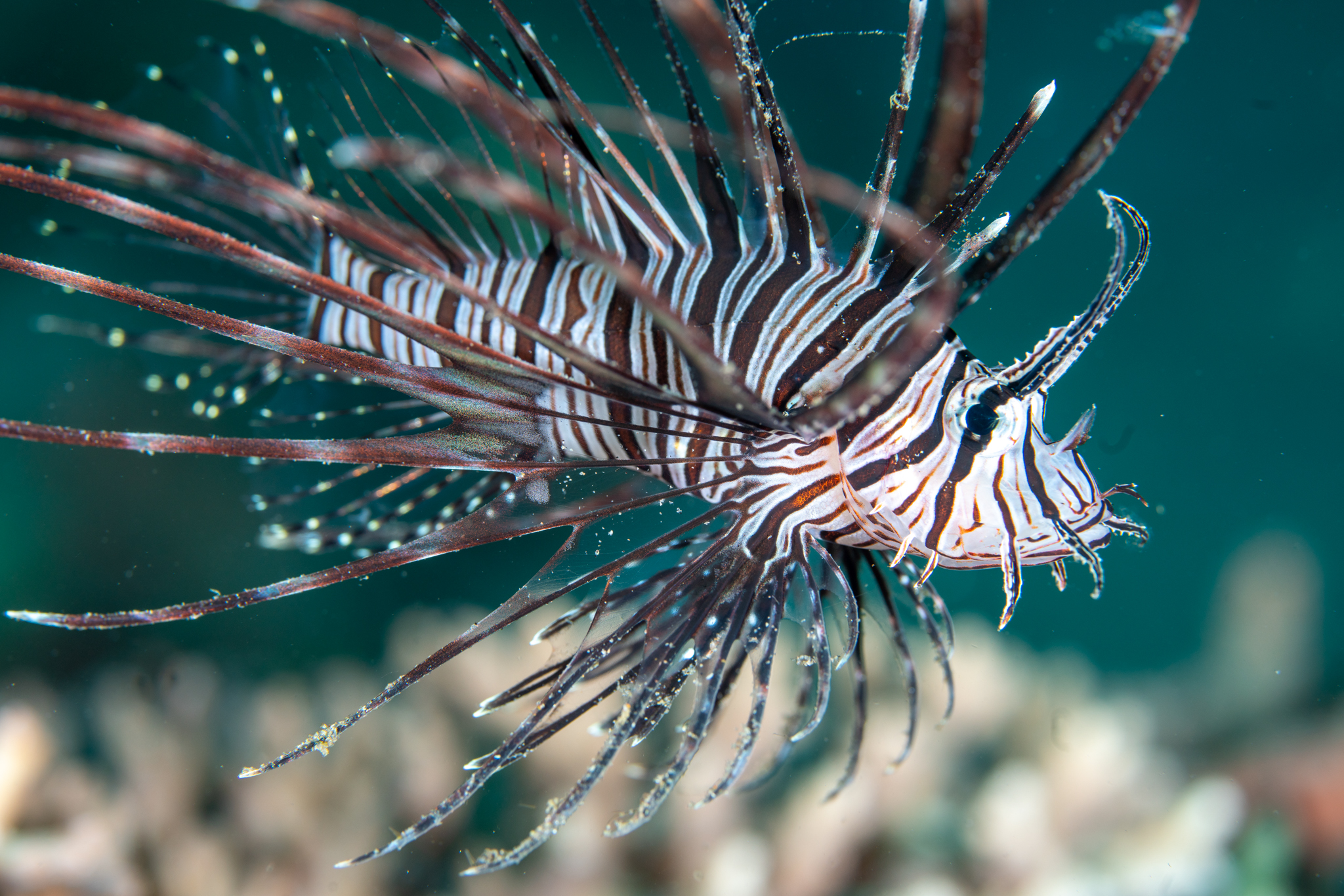 Lionfish