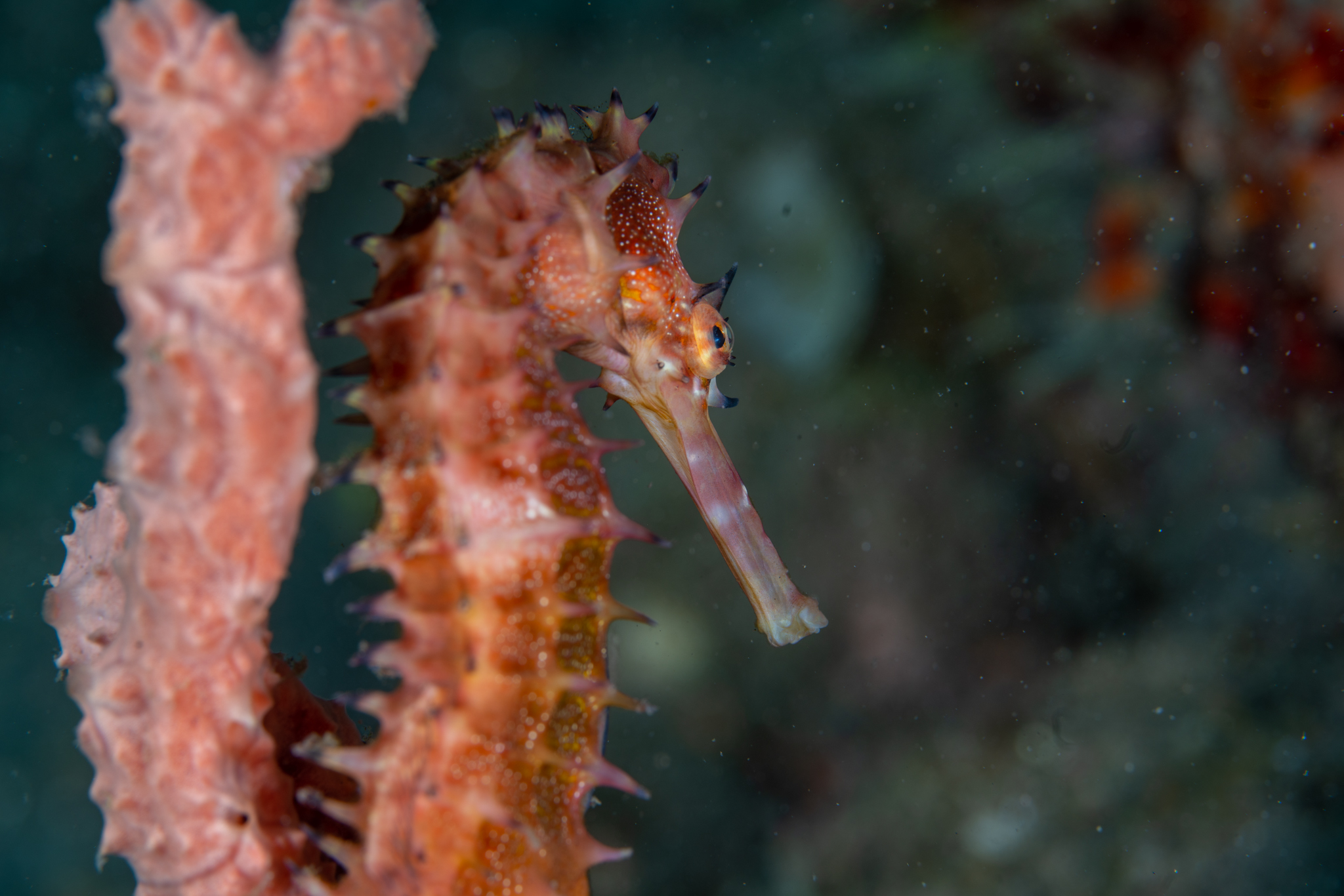 Seahorse
