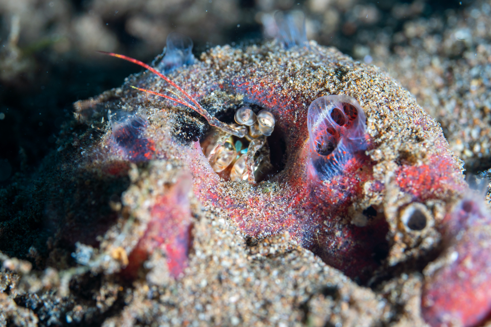 Peacock mantis shrimp