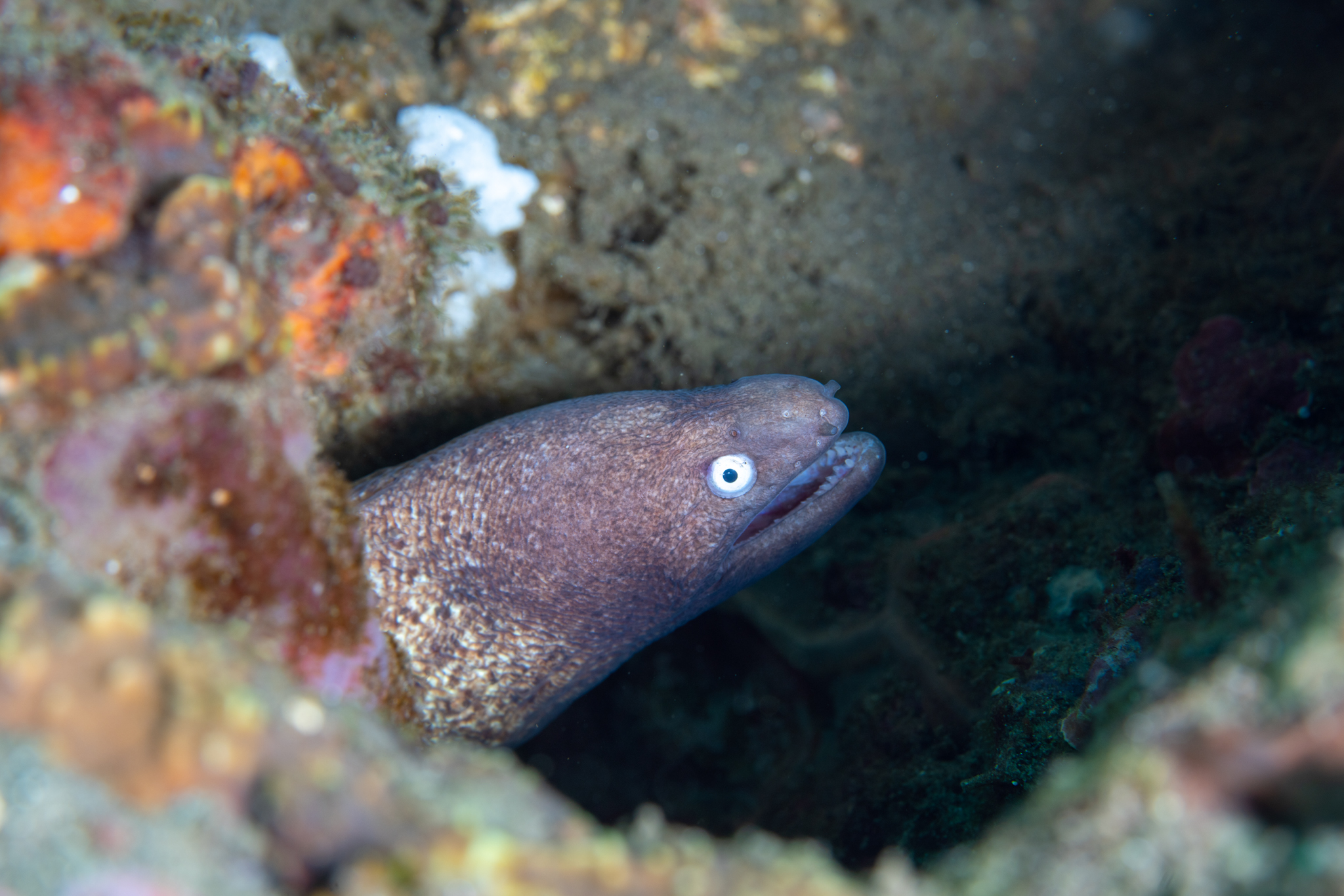 Eel