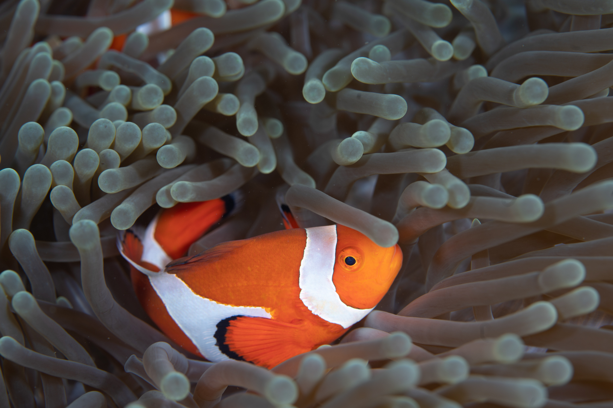 Clownfish