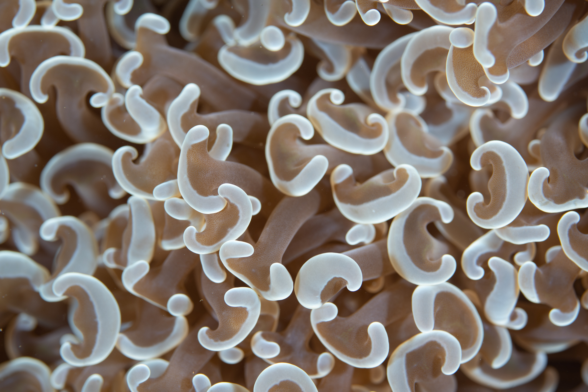 Coral that looks like mushrooms