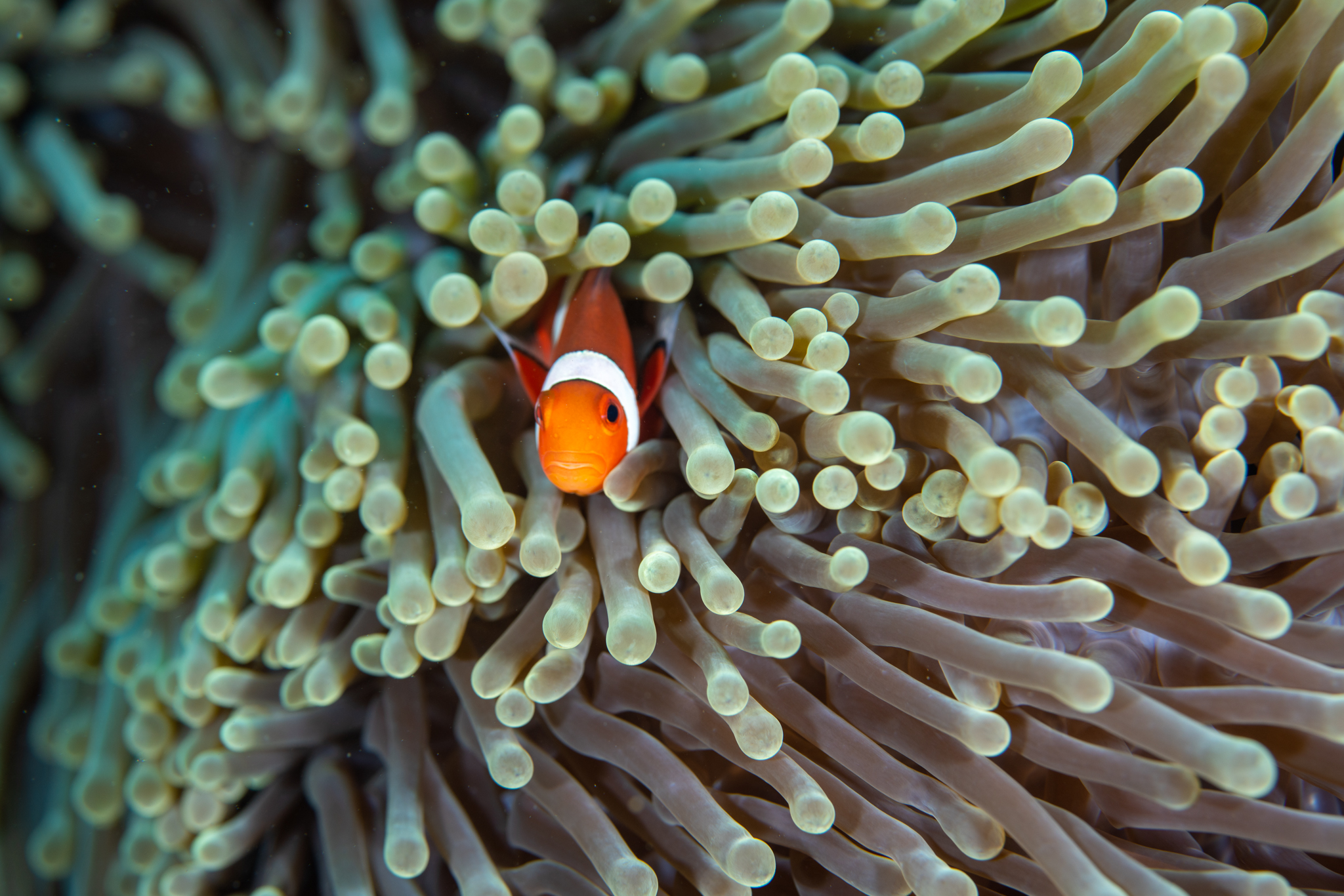 Clownfish