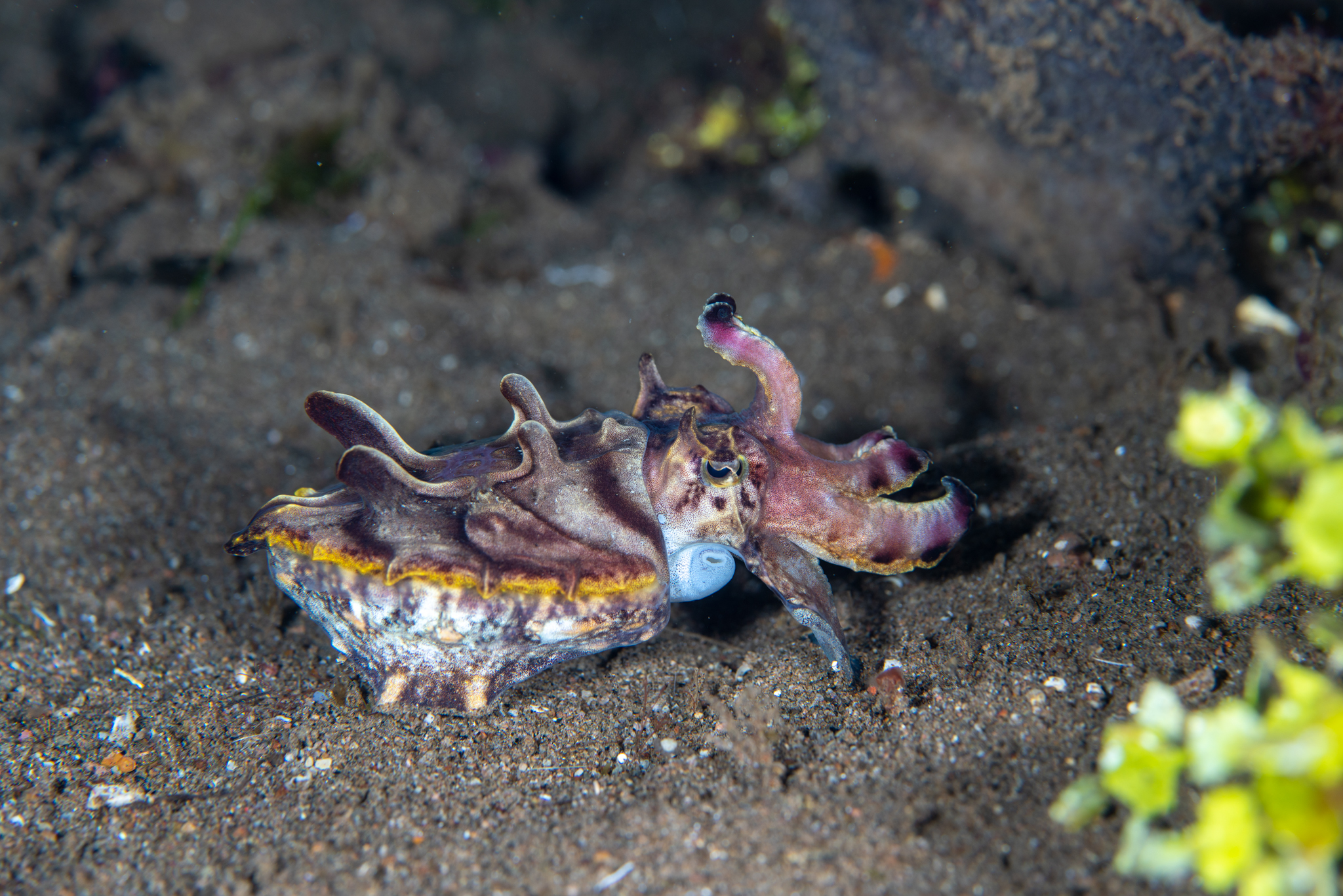 Flamboyant Cuttlefish